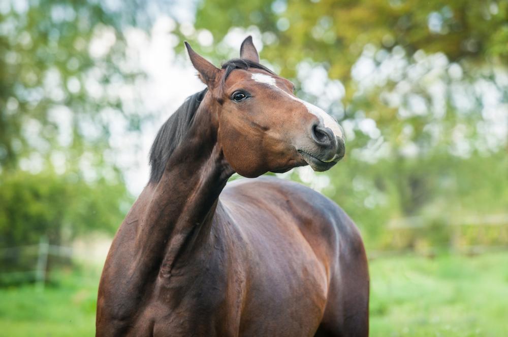 headshaking paard