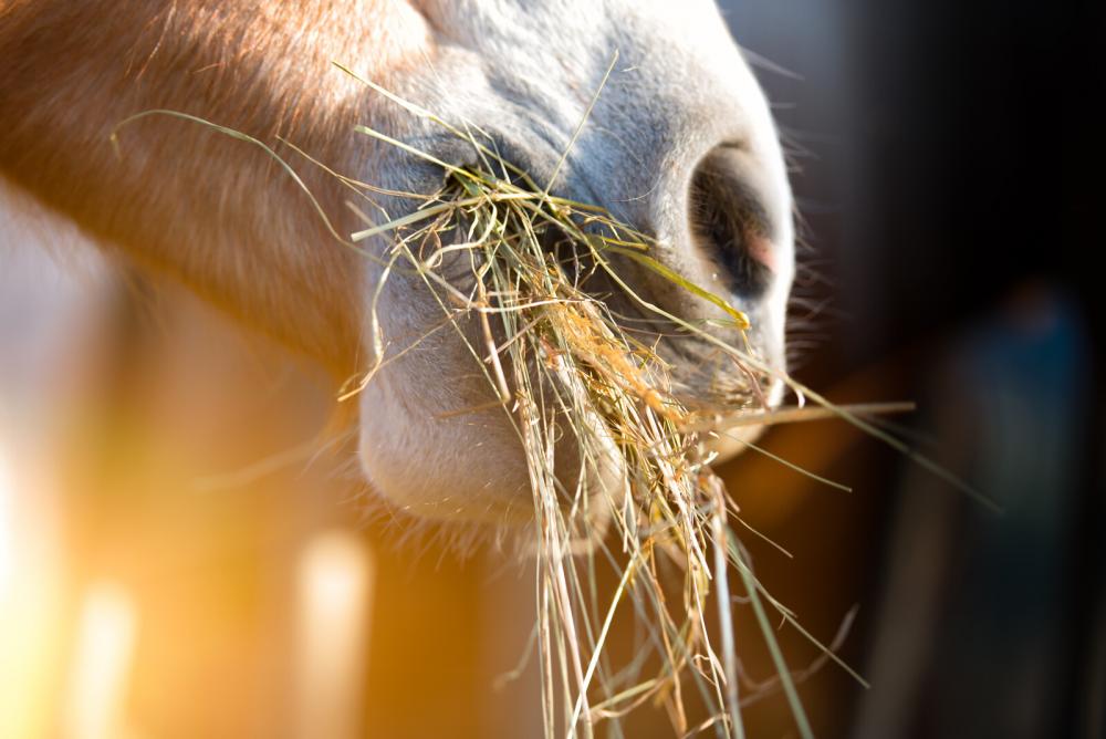 pavo vital paard