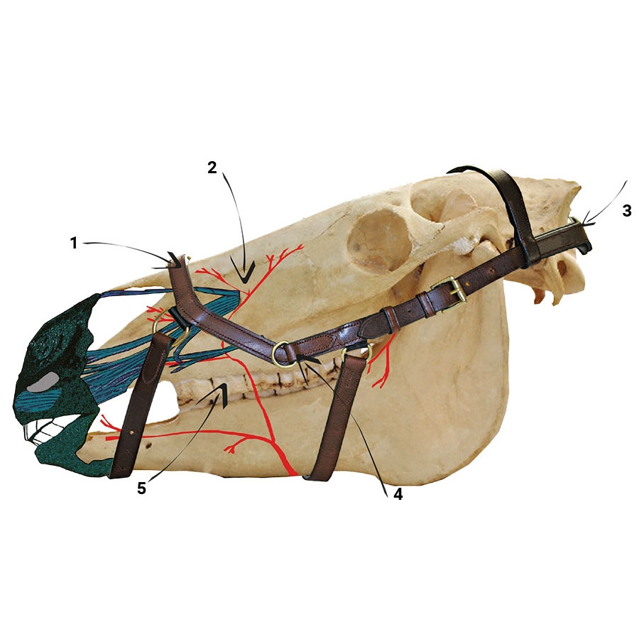 Anatomisch hoofdstel