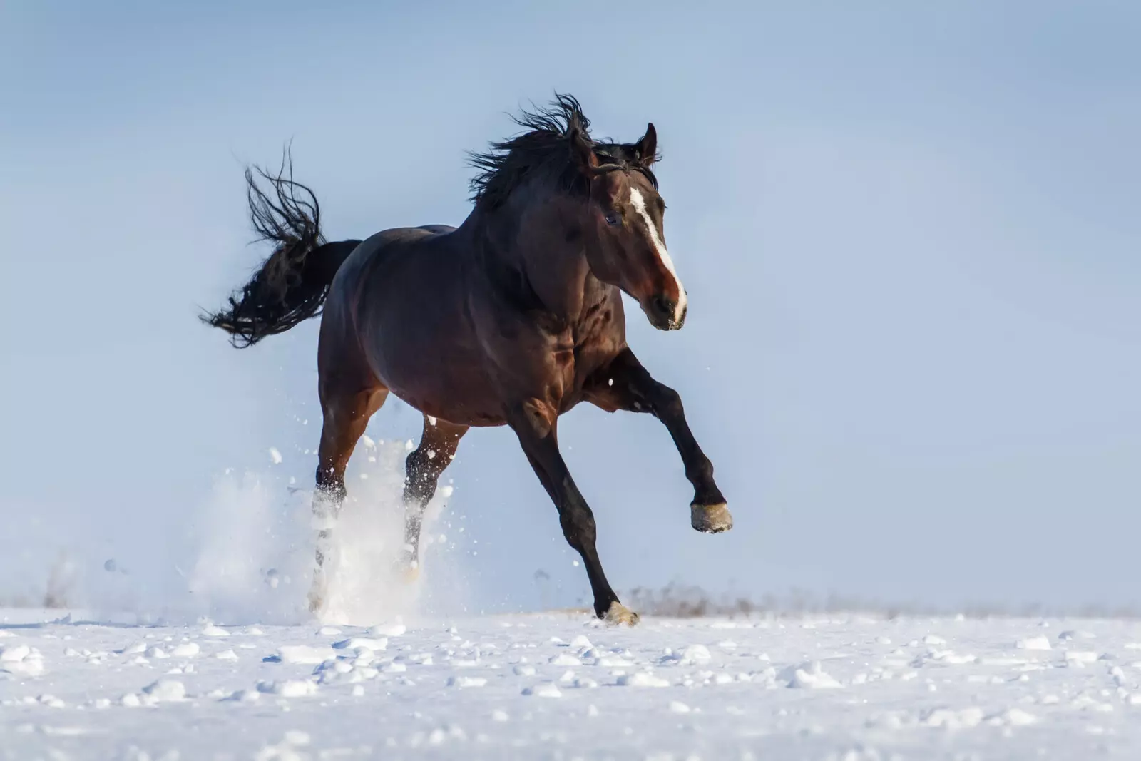 paard in de sneeuw