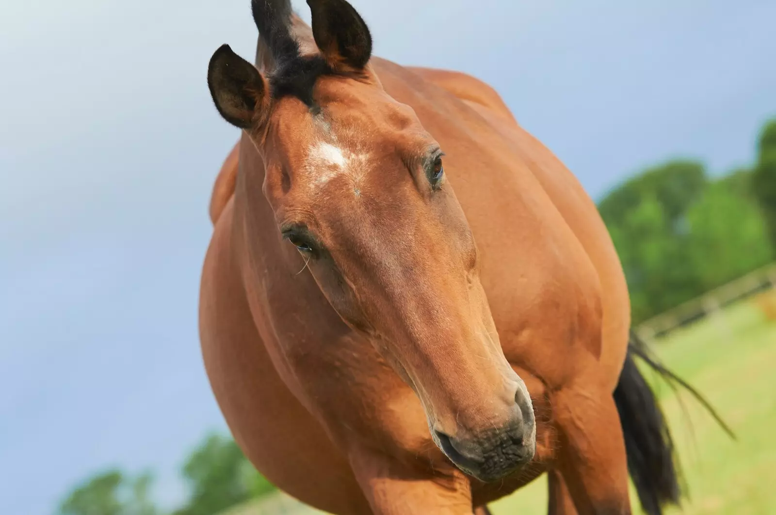 gluco balance voor paard