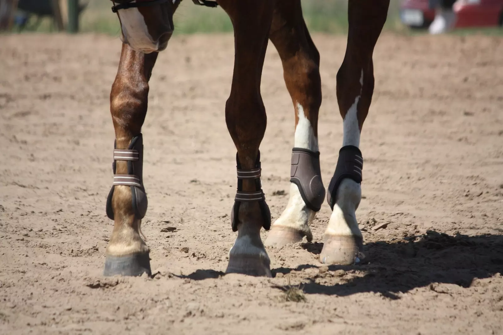 paard met overgewicht en gluco balance
