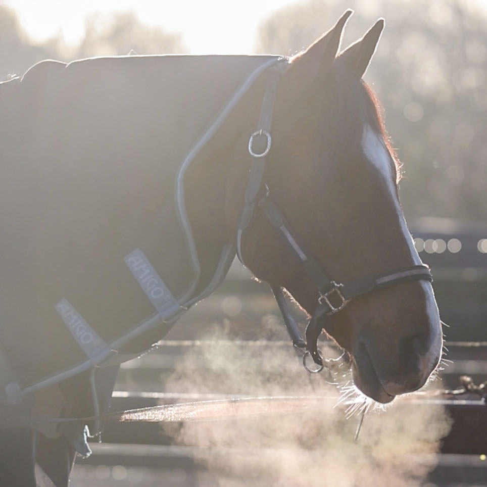 Hoesten en bronchitis bij paarden
