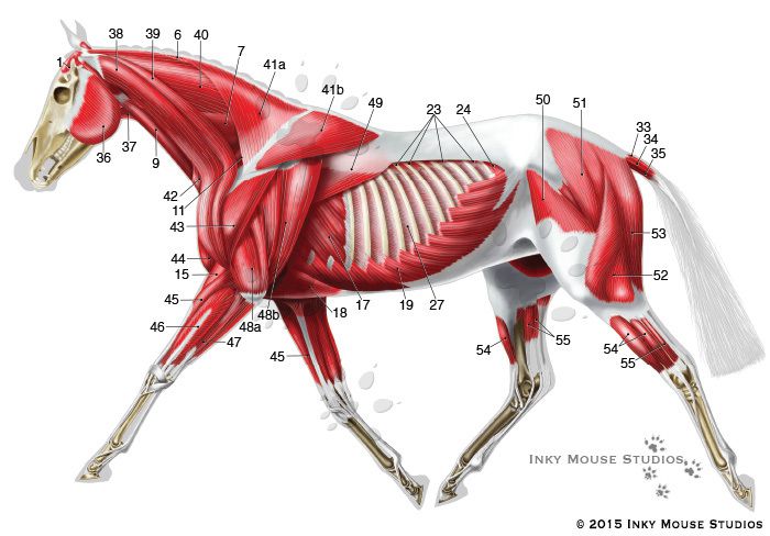equine-spieropbouw