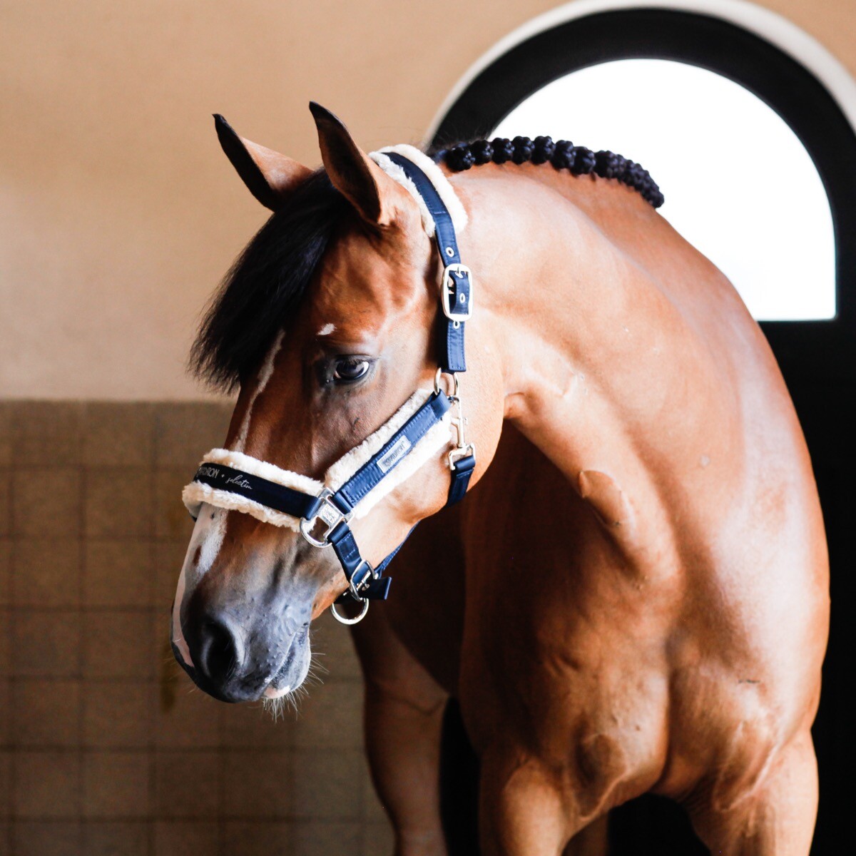 halster-paard