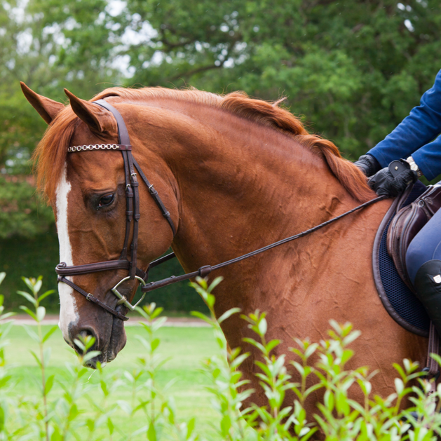 Gastblog NML Health: Spierpijn bij paarden