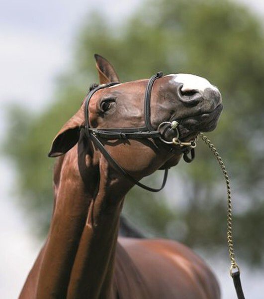 Headshaking bij paarden DocHorse