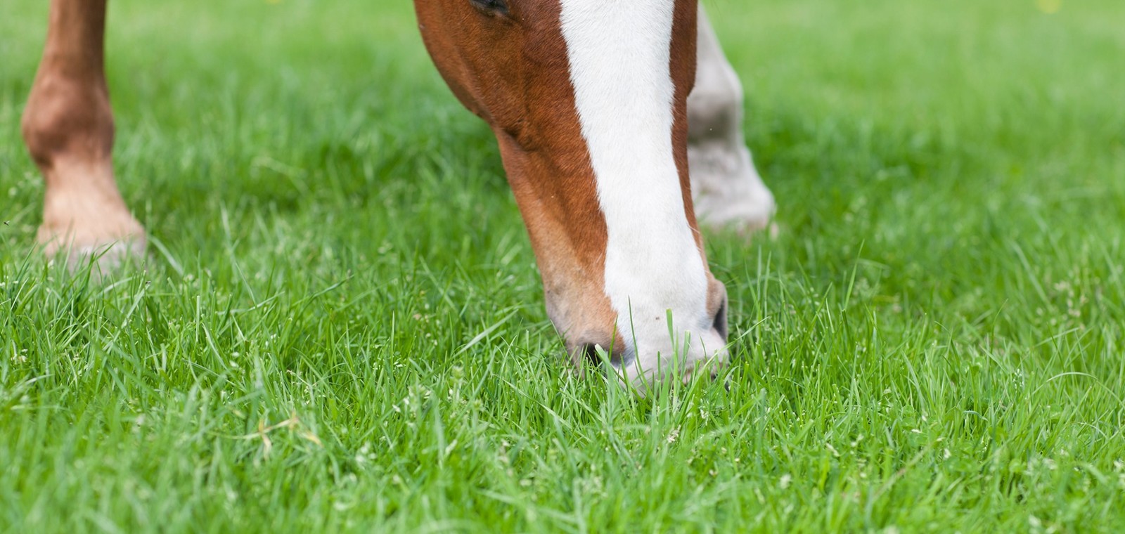Grazend paard