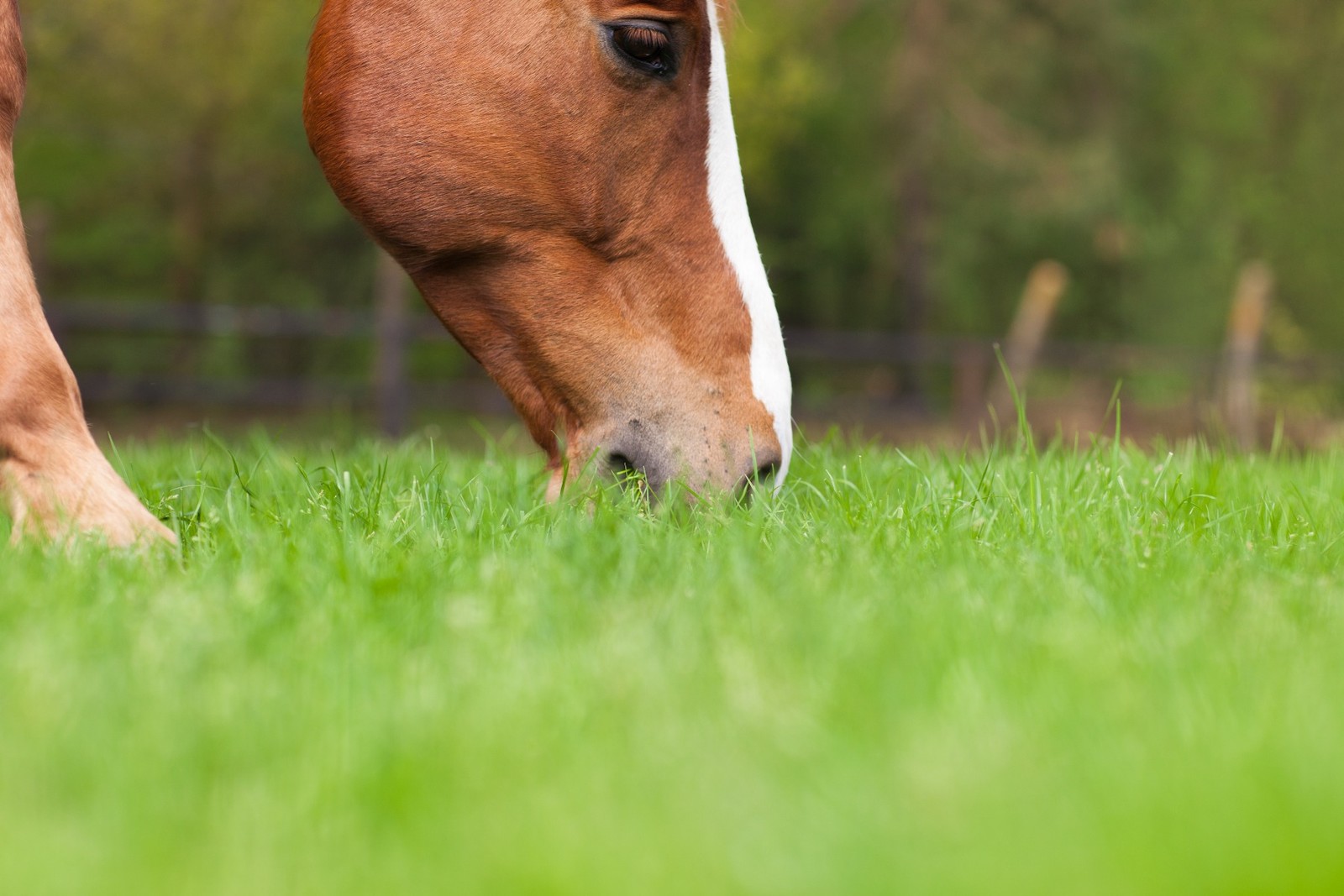 Paard eet gras