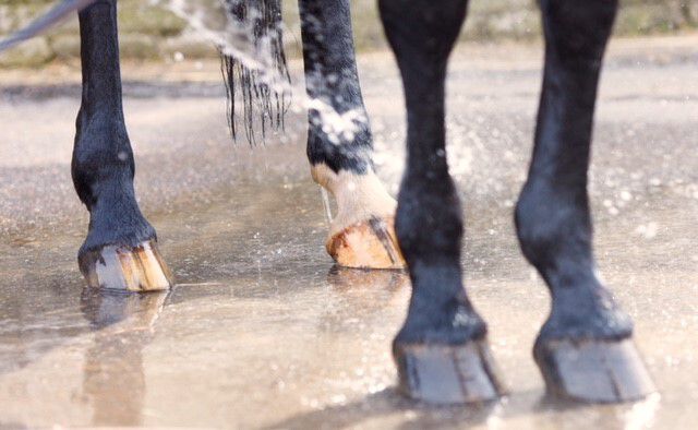pezen-bij-een-paard