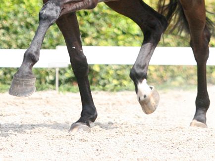 pezen-bij-paard-in-actie
