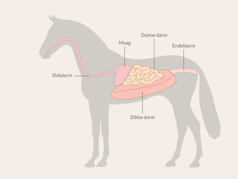 Spijsvertering paard