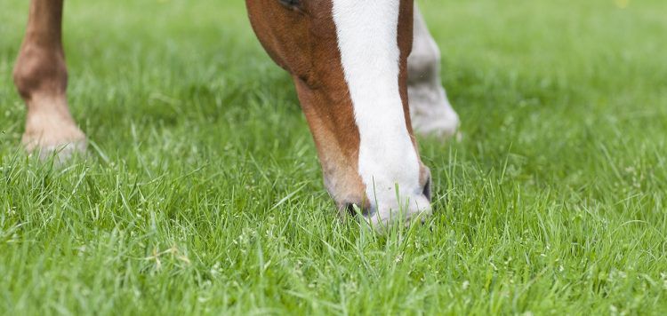 Voorjaar paard dochorse