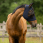 QHP Fly Mask Super bug Grey