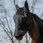 Equitheme Fly Mask UV Supercut 2 in 1