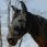 Equitheme Fly Mask UV Hood
