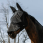 Equitheme Fly Mask UV Zipper
