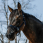 Equitheme Nose Shield UV