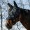 Equitheme Fly Mask UV Halter