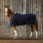 Equithème Summer Sheet Mirco Mesh