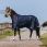 Equithème Turnout Rug Classic 1200D High Neck