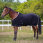 Equithème Fleece Rug Polyfun