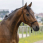 Riding World Headcollar Fine Ethological Black