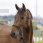 Riding World Headcollar Fine Ethological With Lead Rope Black
