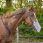 QHP UV Nose Protection Horse