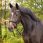 QHP Bridle Sunset Dressage