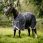 Rambo Optimo Plus Bundle Turnout 