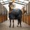 Horseware Easy-Layer Stable 100g (Light)
