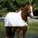 Horseware Wateproof Liner
