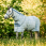 Horseware Newmarket Fly Sheet Plus Pony