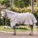 Amigo Bug Rug Pony