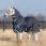 AMIGO BRAVO 12 PLUS MEDIUM PONY