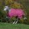Bucas Freedom Turnout 150 gr Raspberry