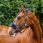 Horseware Signature Grooming Halster