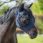 Dominick Fly Mask Comfort Fit-Cob