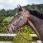 Dy'on Hoofdstel Mat 38mm 'Dressage'