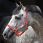 horseware halster