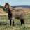 Lemieux Arika 600D Winter Rug 200G Alpine