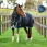 Weatherbeeta Turnout Medium/Lite ComFiTec Ultra Comfi