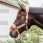 Kentucky Teddy Fleece Halster