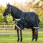 LeMieux Kudos Winterdeken Neo-Turnout 200g