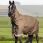 Lemieux Arika 600D Winter Rug Alpine 200G