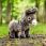 Lemieux Toy Donkey Daphne