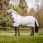 Amigo mio fly rug Grey