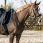 QHP Thiedeman Teugel Set Paard