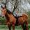Norton Bareback Pad Kiowa
